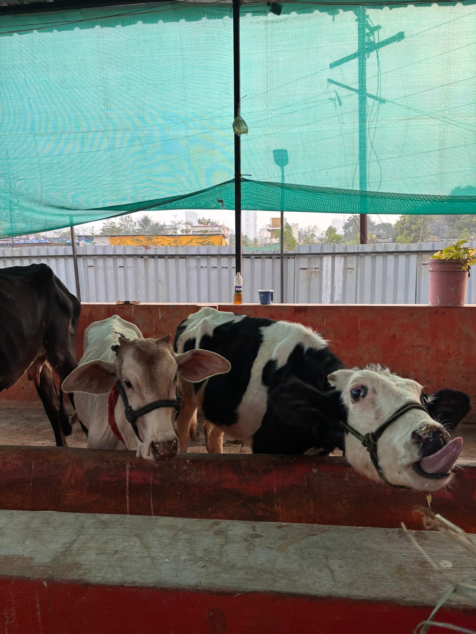 Home - Saahas For Animals 22 WhatsApp Image 2025 12 04 at 06.59.38 2 scaled