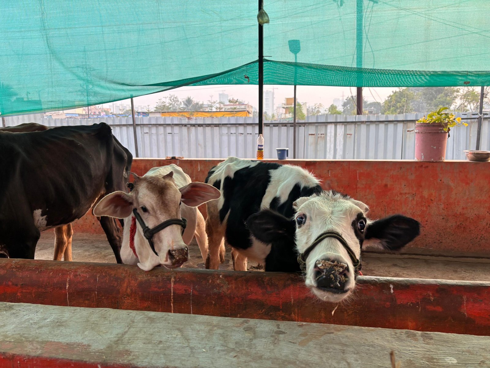 Home - Saahas For Animals 18 WhatsApp Image 2025 12 04 at 06.59.39 1 scaled