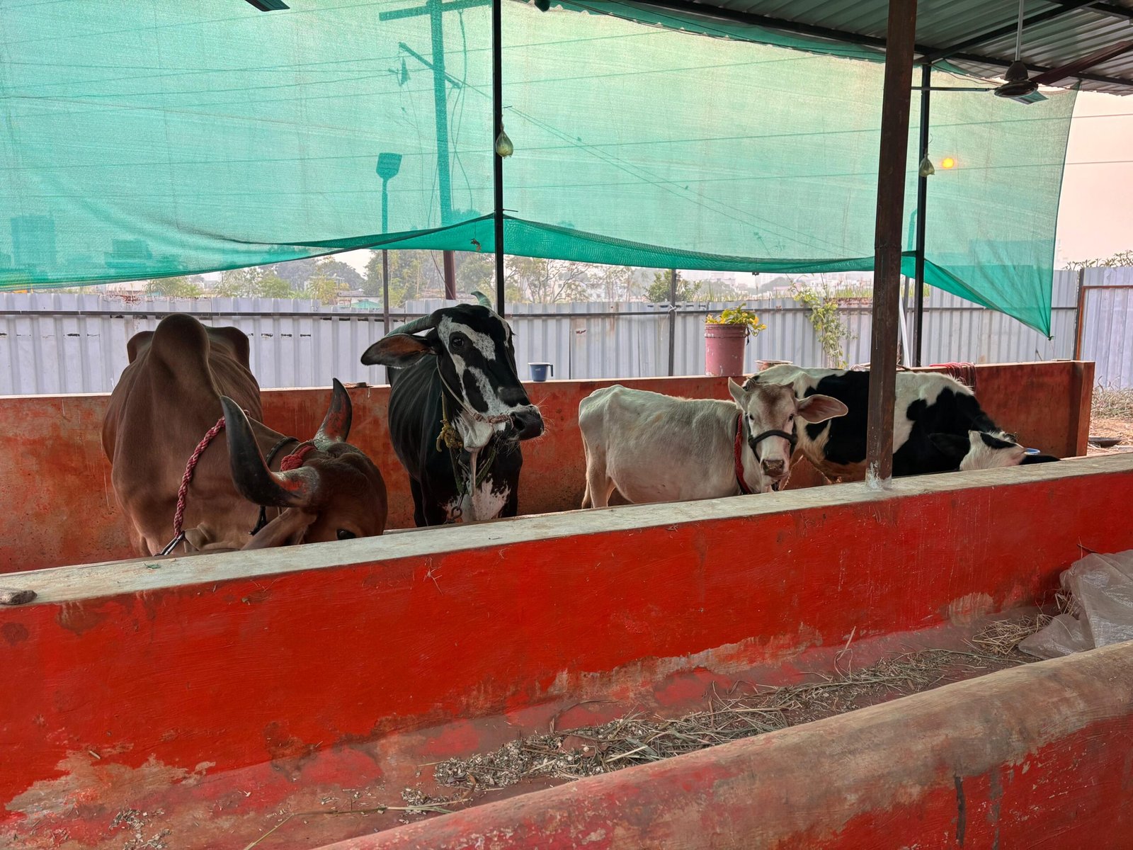 Home - Saahas For Animals 19 WhatsApp Image 2025 12 04 at 06.59.41 scaled