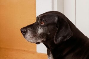 Adopt a Senior Dog: Find out 5 reasons why you need to do this!
