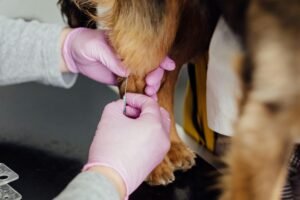 Rabies Vaccination Day: Safeguarding Stray Animals and Communities