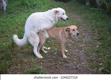 dog mating
