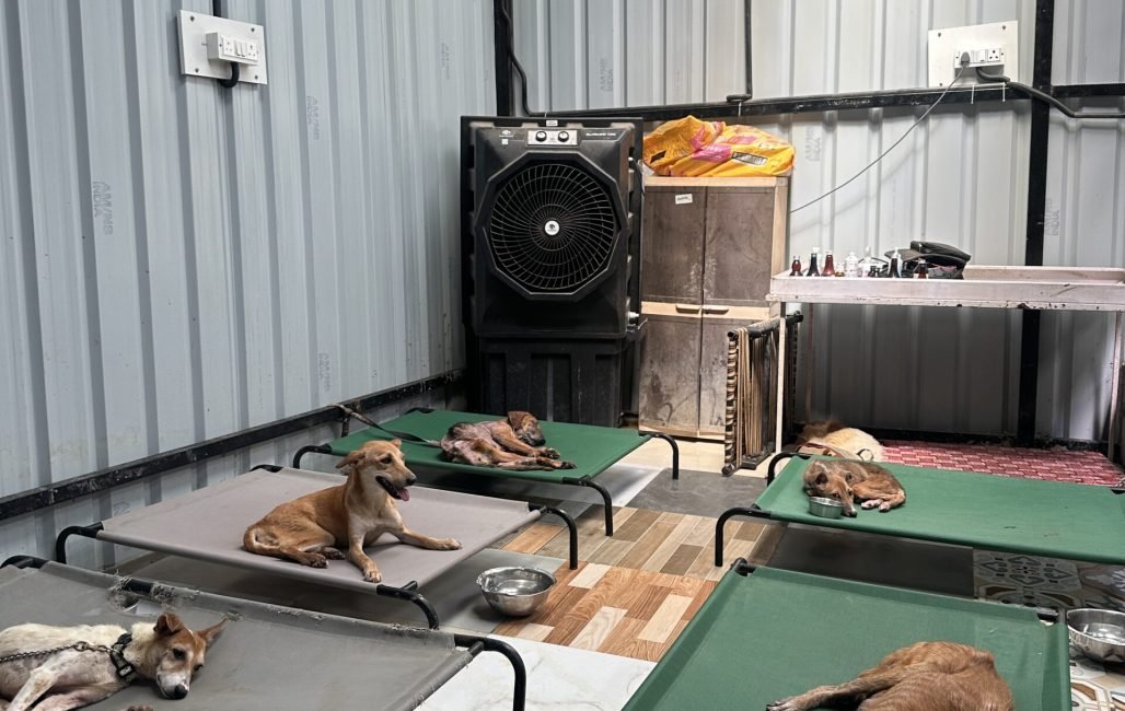 Home - Saahas For Animals 23 dogs lying on different beds waiting for one day meals prepared by people at saahas