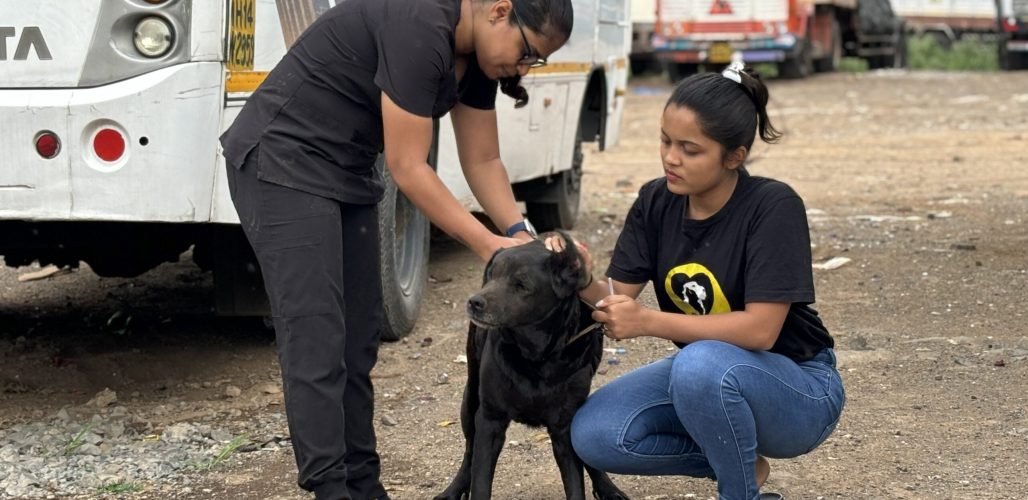 Home - Saahas For Animals 4 vaccination drive Saahas For Animals Rated #1 NGO for Stray Animals in Pune