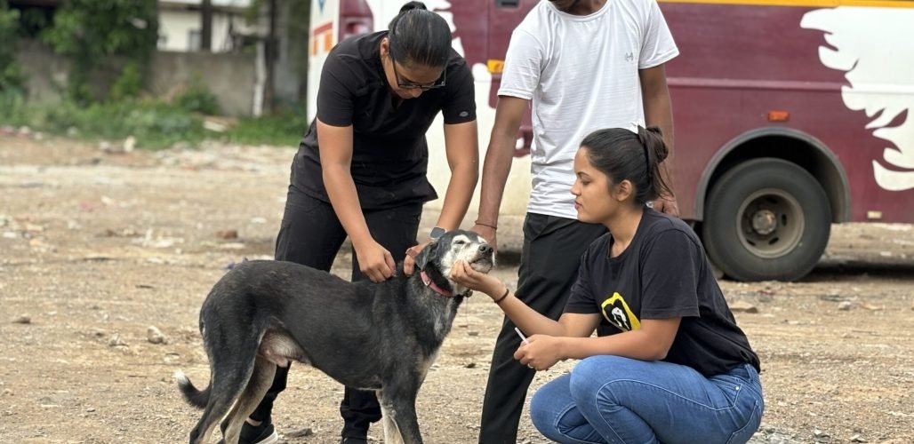 Home - Saahas For Animals 9 vaccination drive Saahas For Animals Rated #1 NGO for Stray Animals in Pune